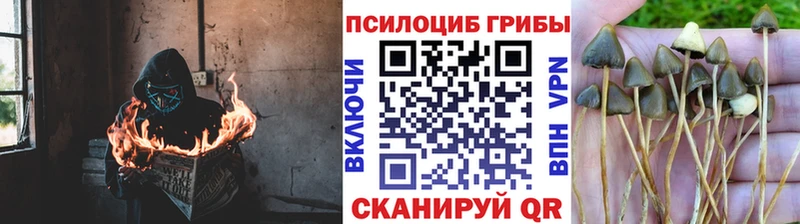 Псилоцибиновые грибы Psilocybe  хочу   Кореновск 